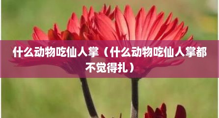 什么动物吃仙人掌（什么动物吃仙人掌都不觉得扎）