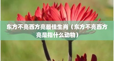 东方不亮西方亮最佳生肖（东方不亮西方亮是指什么动物）