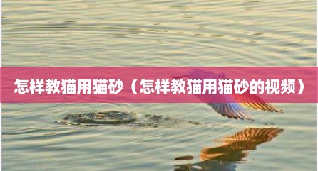 怎样教猫用猫砂（怎样教猫用猫砂的视频）