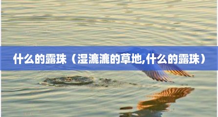 什么的露珠（湿漉漉的草地,什么的露珠）