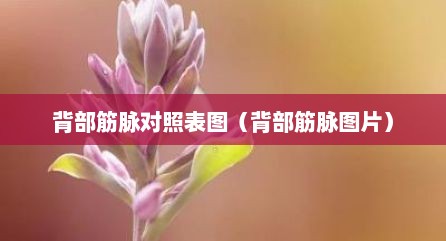 背部筋脉对照表图（背部筋脉图片）