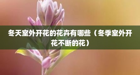 冬天室外开花的花卉有哪些（冬季室外开花不断的花）