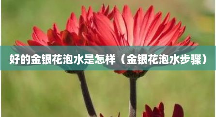 好的金银花泡水是怎样（金银花泡水步骤）