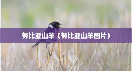 努比亚山羊（努比亚山羊图片）