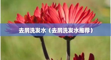 去屑洗发水（去屑洗发水推荐）