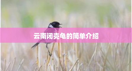 云南闭壳龟的简单介绍