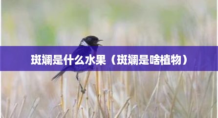 斑斓是什么水果（斑斓是啥植物）