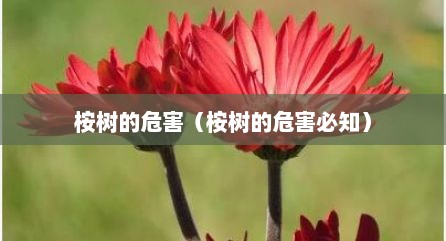 桉树的危害（桉树的危害必知）
