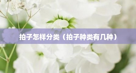 拍子怎样分类（拍子种类有几种）