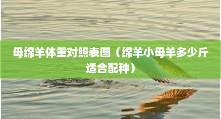 母绵羊体重对照表图（绵羊小母羊多少斤适合配种）