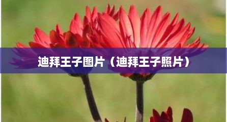 迪拜王子图片（迪拜王子照片）