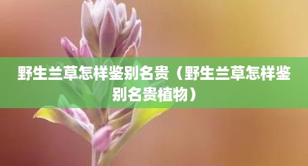 野生兰草怎样鉴别名贵（野生兰草怎样鉴别名贵植物）
