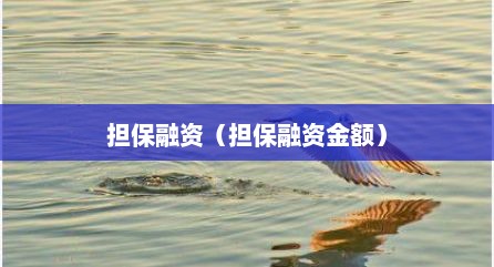 担保融资（担保融资金额）