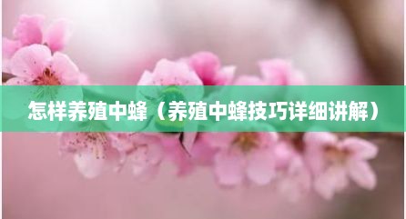 怎样养殖中蜂（养殖中蜂技巧详细讲解）