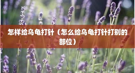 怎样给乌龟打针（怎么给乌龟打针打别的部位）
