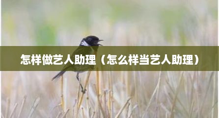 怎样做艺人助理（怎么样当艺人助理）