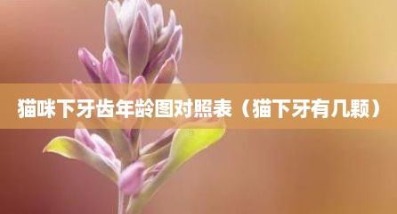 猫咪下牙齿年龄图对照表（猫下牙有几颗）
