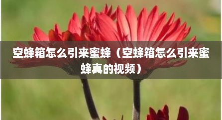空蜂箱怎么引来蜜蜂（空蜂箱怎么引来蜜蜂真的视频）