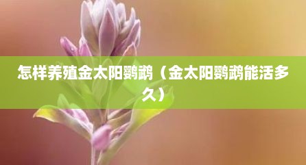 怎样养殖金太阳鹦鹉（金太阳鹦鹉能活多久）
