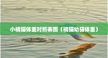小橘猫体重对照表图（橘猫幼猫体重）