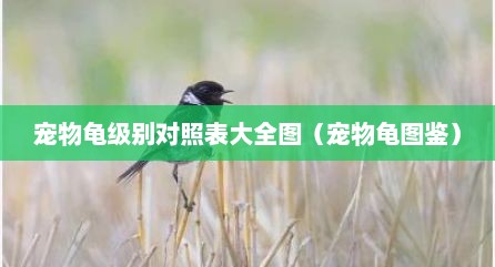 宠物龟级别对照表大全图（宠物龟图鉴）