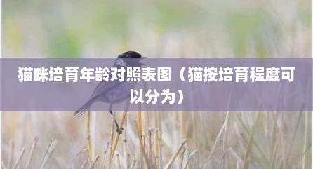 猫咪培育年龄对照表图（猫按培育程度可以分为）