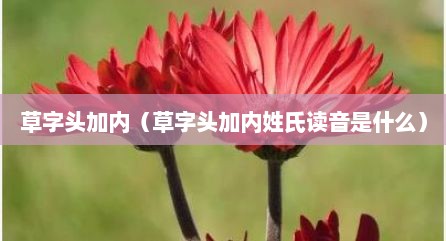 草字头加内（草字头加内姓氏读音是什么）