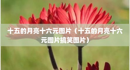 十五的月亮十六元图片（十五的月亮十六元图片搞笑图片）