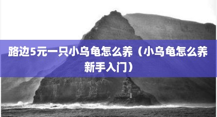 路边5元一只小乌龟怎么养（小乌龟怎么养新手入门）