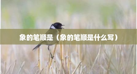 象的笔顺是（象的笔顺是什么写）