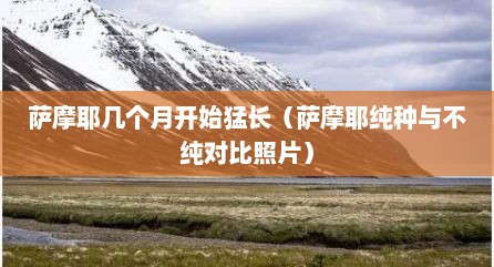 萨摩耶几个月开始猛长（萨摩耶纯种与不纯对比照片）