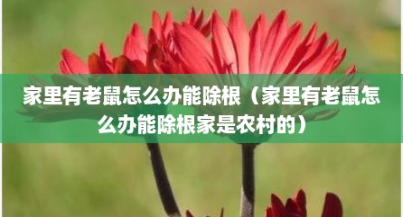 家里有老鼠怎么办能除根（家里有老鼠怎么办能除根家是农村的）