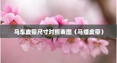 马车皮带尺寸对照表图（马缰皮带）