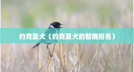 约克夏犬（约克夏犬的智商排名）