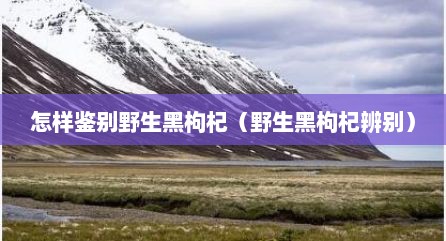 怎样鉴别野生黑枸杞（野生黑枸杞辨别）