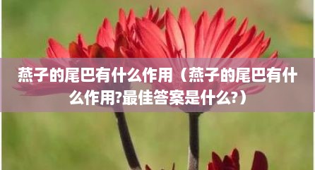 燕子的尾巴有什么作用（燕子的尾巴有什么作用?最佳答案是什么?）