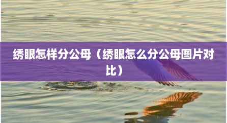 绣眼怎样分公母（绣眼怎么分公母图片对比）