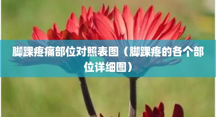 脚踝疼痛部位对照表图（脚踝疼的各个部位详细图）