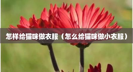 怎样给猫咪做衣服（怎么给猫咪做小衣服）