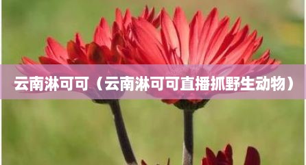 云南淋可可（云南淋可可直播抓野生动物）