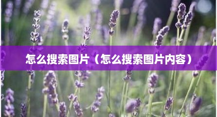 怎么搜索图片（怎么搜索图片内容）