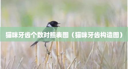 猫咪牙齿个数对照表图（猫咪牙齿构造图）
