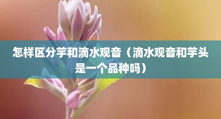 怎样区分芋和滴水观音（滴水观音和芋头是一个品种吗）