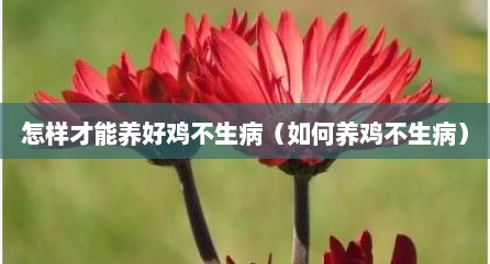 怎样才能养好鸡不生病（如何养鸡不生病）