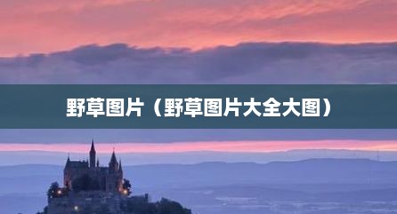 野草图片（野草图片大全大图）