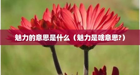 魅力的意思是什么（魅力是啥意思?）