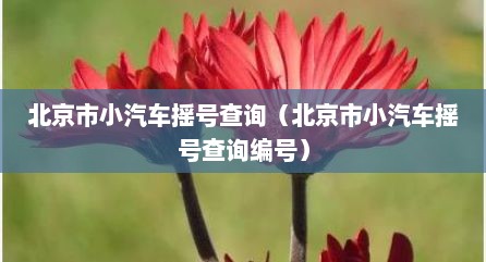 北京市小汽车摇号查询（北京市小汽车摇号查询编号）