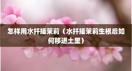 怎样用水扦插茉莉（水扦插茉莉生根后如何移进土里）