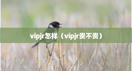 vipjr怎样（vipjr贵不贵）