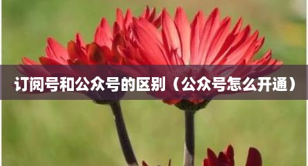 订阅号和公众号的区别（公众号怎么开通）